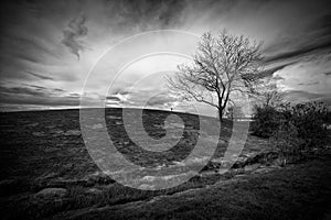 Black and White Landscape of Hill and Leafless Tree photo