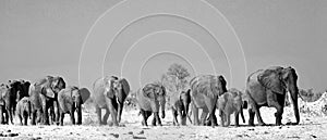 Black & White Landscape of a large herd of elephants walking across the African Savannah in Hwange National Park