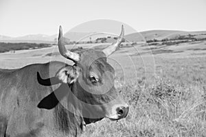 Black and white landscape photo of a Tuli bull with long horns  near QwaQwa, Eastern Free State, SouthAfrica.