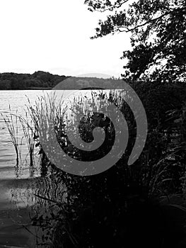 Black and white landscape of the reeds and the lake