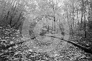 Black and white landscape road in an autumn park