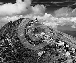 Black and white landscape of rocky mountain with flock of sheep