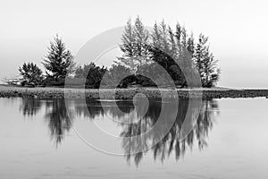 Black and white landscape of sea pine trees reflecting