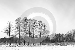 Black and white landscape - trees silouetes composition in a winter season photo