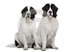 Black and white Landseer dogs, sitting