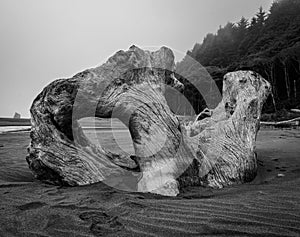 Black And White Large Piece Of Gnarly Drift Wood