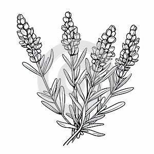 Black And White Lavender Drawing For Kids Coloring Book