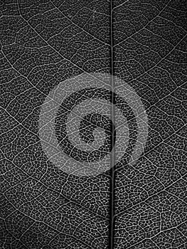 Black and white leaf Macro