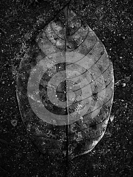 The black and white leave with such a beautiness