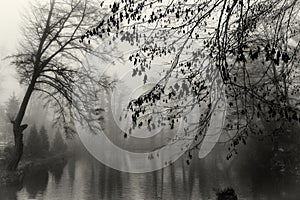 Black and white leaves above the misty lake. Misty forest. Fog