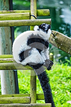 Black and white lemur, close-up, animal welfare concept