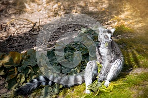 Black and white lemur eating leaves on the ground