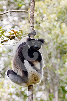 Black and white Lemur Indri on tree