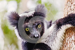 Black and white Lemur Indri on tree