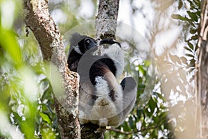 Black and white Lemur Indri on tree