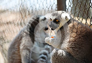 A black and white ring-tailed lemur looking ahead as he holds a piece of fruit, strepsirrhine nocturnal primates