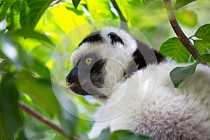 A black and white lemur sits in the crown of a tree, vari, sifaka