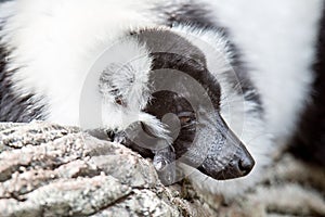 Black and white lemur Vari ruffed lemur in the forest of zoo