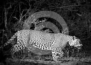 Leopard Hunt