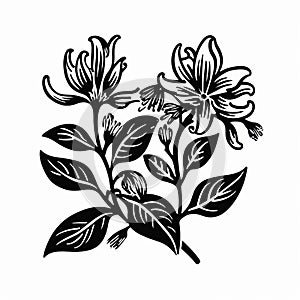 Black And White Lily Flower Graphic: Chiaroscuro Woodcut Art And Nature-inspired Patterns photo