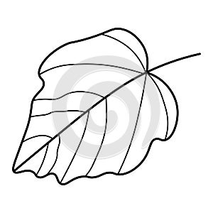 Black and white line drawing of a single leaf.