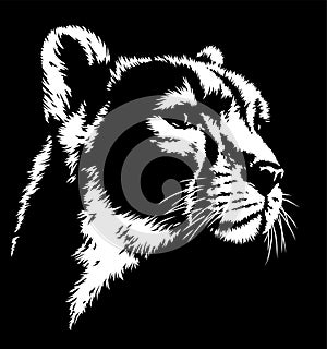 Black and white linear paint draw cheetah illustration art photo