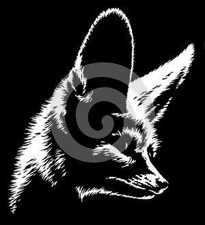 Black and white linear paint draw fenec illustration art