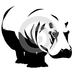 Black and white linear paint draw Hippo illustration photo
