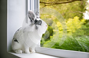 A black and white Lionhead mixed breed rabbit