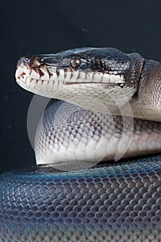 Black white-lipped python photo