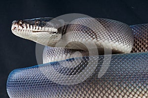 Black white-lipped python photo
