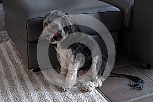 Black and white little dog standing in living room