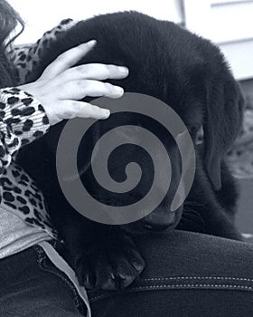 Girl and her labrador pup