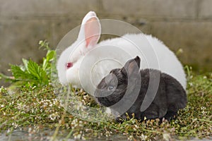 black and white little rabbits on green grass