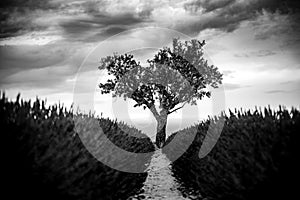 Black and white of lone oak tree standing by field edge, dramatic dark lavender flowers and clouds