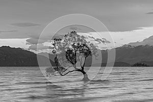 Black and White, the lonely tree on Lake of Wanaka New Zealand