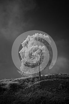 lonely tree
