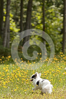 Black and white long hair chihuahua playing in the grass and dandelions in the sun