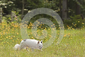 Black and white long hair chihuahua playing in the grass and dandelions in the sun