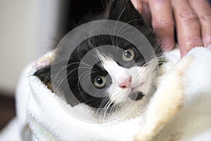 Black and white long hair kitten wrapped in a towel