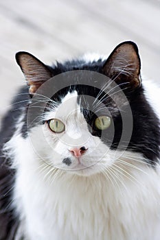 Black and White Long-Haired Cat