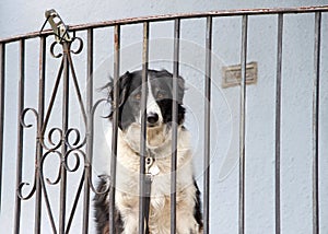 Black and white long haired dog sitting on a porch looking out through bars of railing