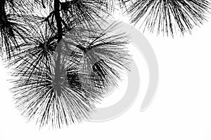 Black and white long pine needles