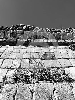 A black and white look at an iguana atop a pyramid in ChichÃ©n ItzÃ¡ - MEXICO