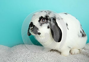 Black and white lopped ear bunny