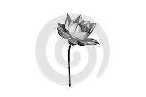 Black white Lotus flower isolated on white background.