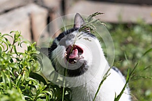 Black and white lovely cat eating fresh green grass with funny emotions, showing teeth and big whiskers. Pet care, Natural food