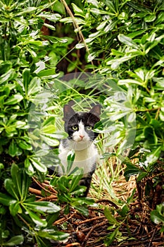 Black and white lovely stray cat with green eyes and curious cautious look photo