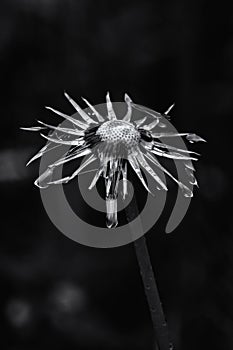 Black and white low-key close-up of withered flower of a dandelion, Taraxacum, with rain drops