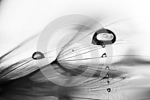 Black and white, macro, abstract composition with water drops on dandelion seeds